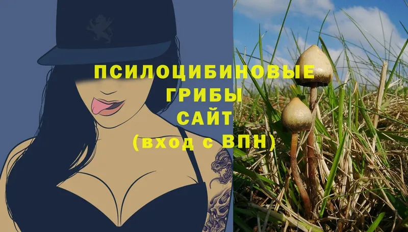 Галлюциногенные грибы Magic Shrooms  закладка  мориарти клад  Каргополь 